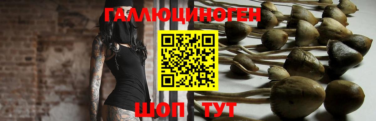 Псилоцибиновые грибы Psilocybe  Вход с VPN  Горно-Алтайск 